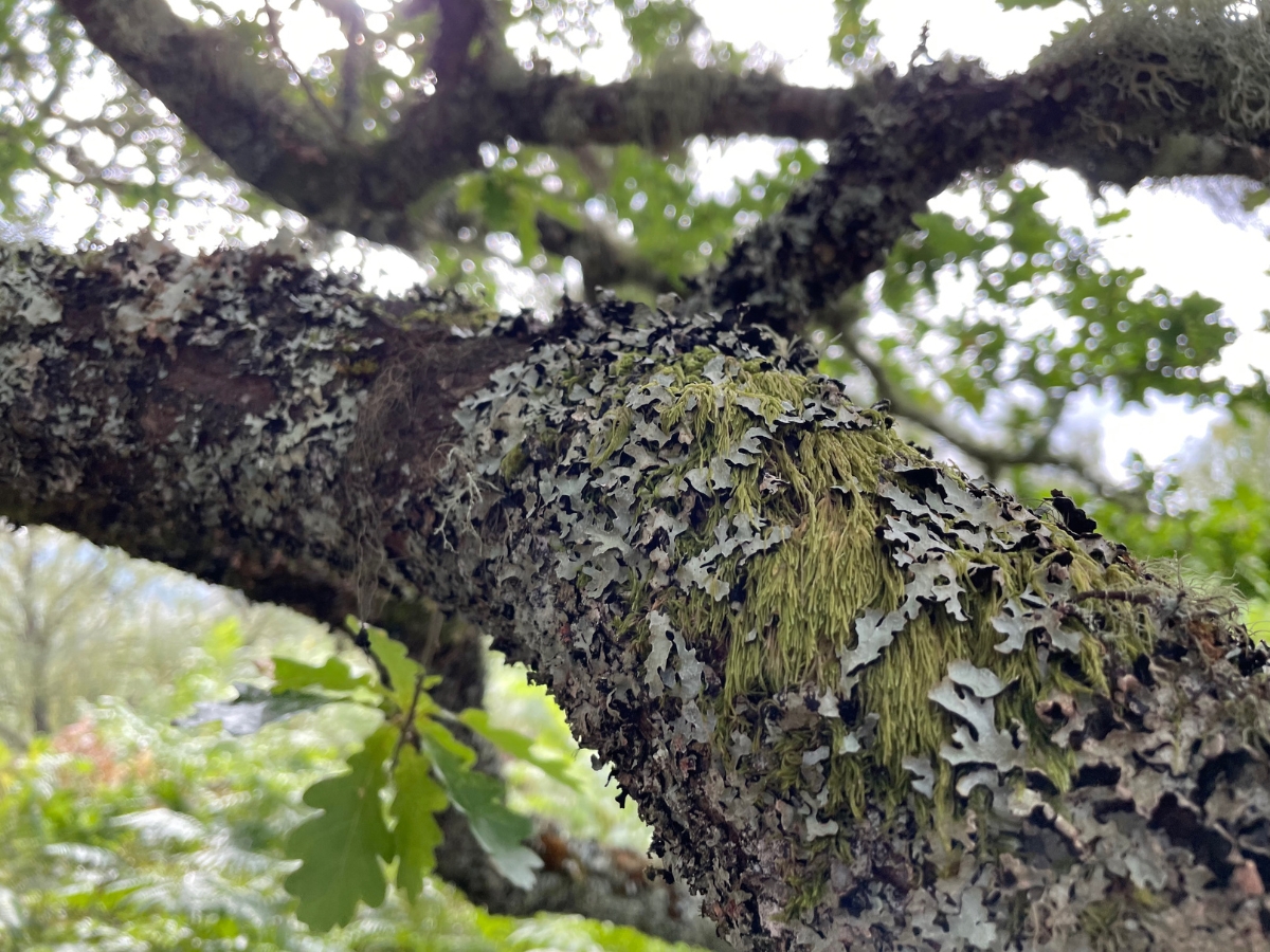 Photo of lichen on branch