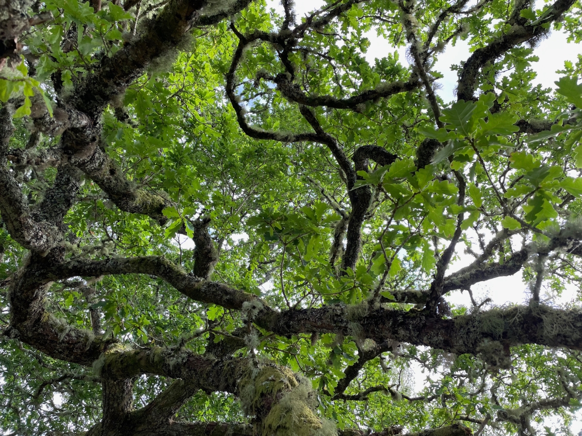 Photo of oak tree with green leaves