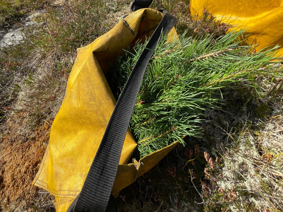 Photo of yellow bag with young trees in it