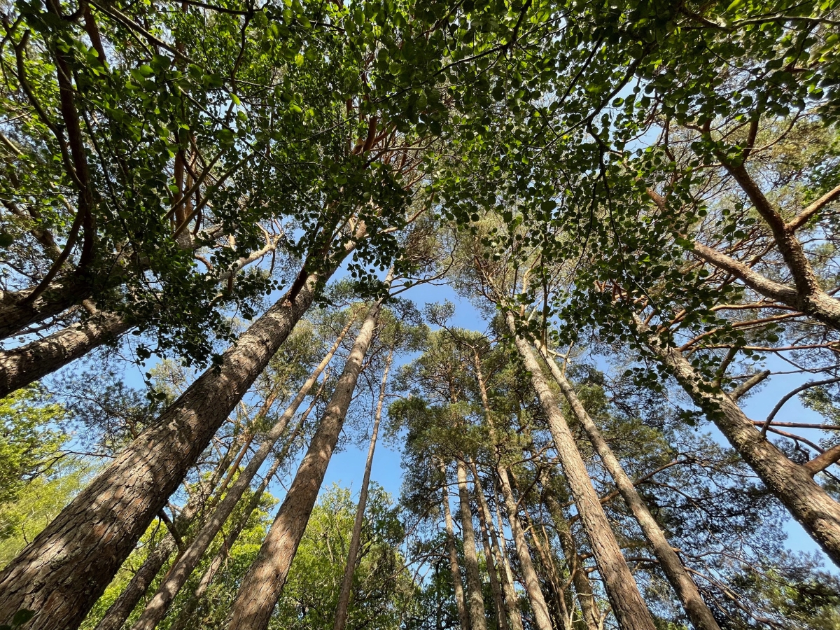 Photo of woodland canopy