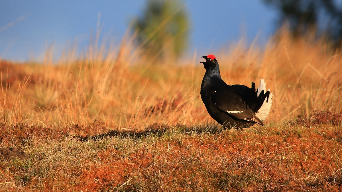 black grouse