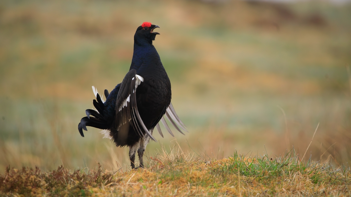 black grouse