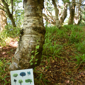 Native trees of Scotland print against oak tree