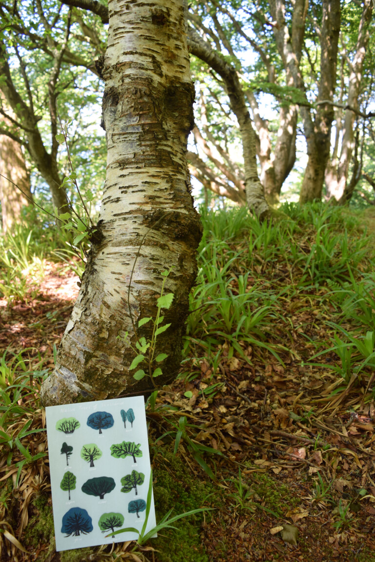 Native trees of Scotland print against oak tree