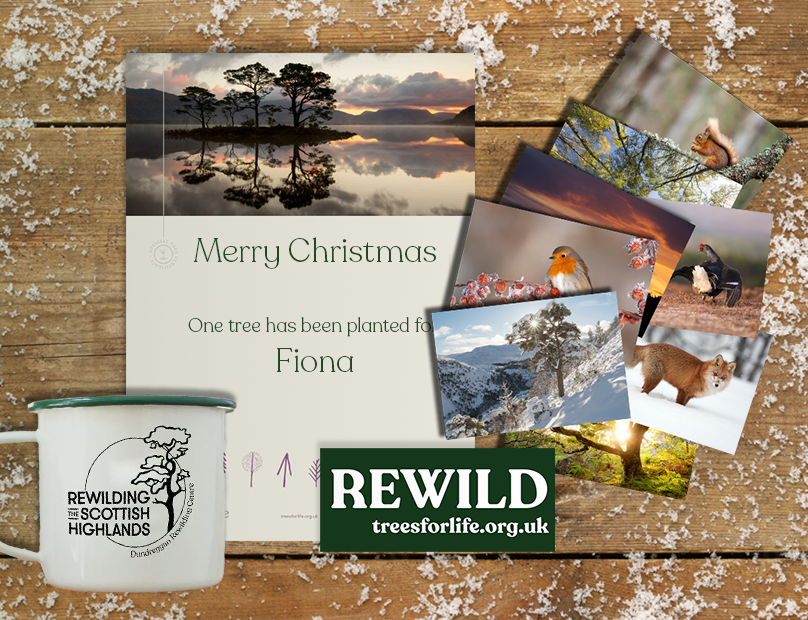 Rewilding Gift Set – Small