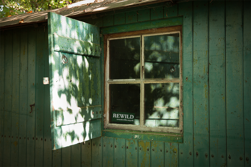 Biodegradable REWILD Window Sticker