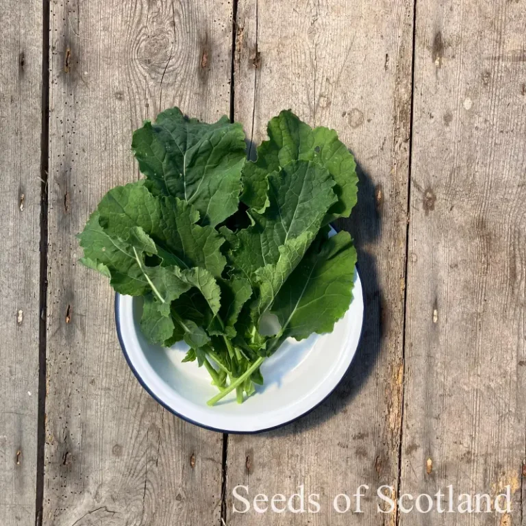 Scottish Vegetable Seed Gift Box – UK Exclusive
