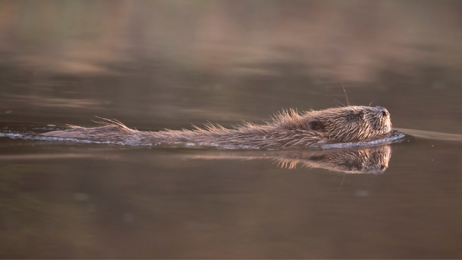 beaver in water