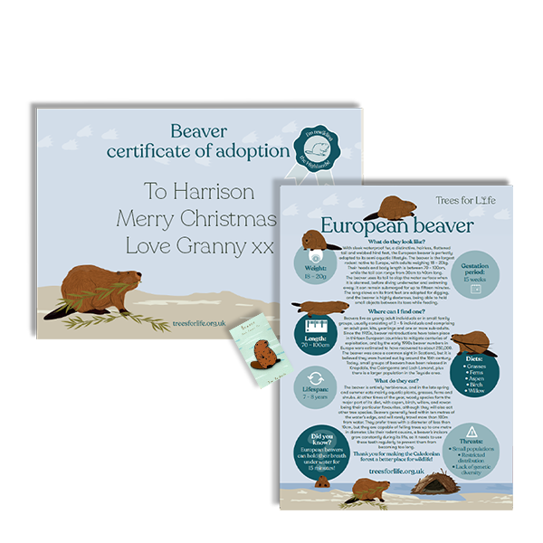 Adopt a beaver
