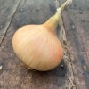 Ailsa Craig Onion photo