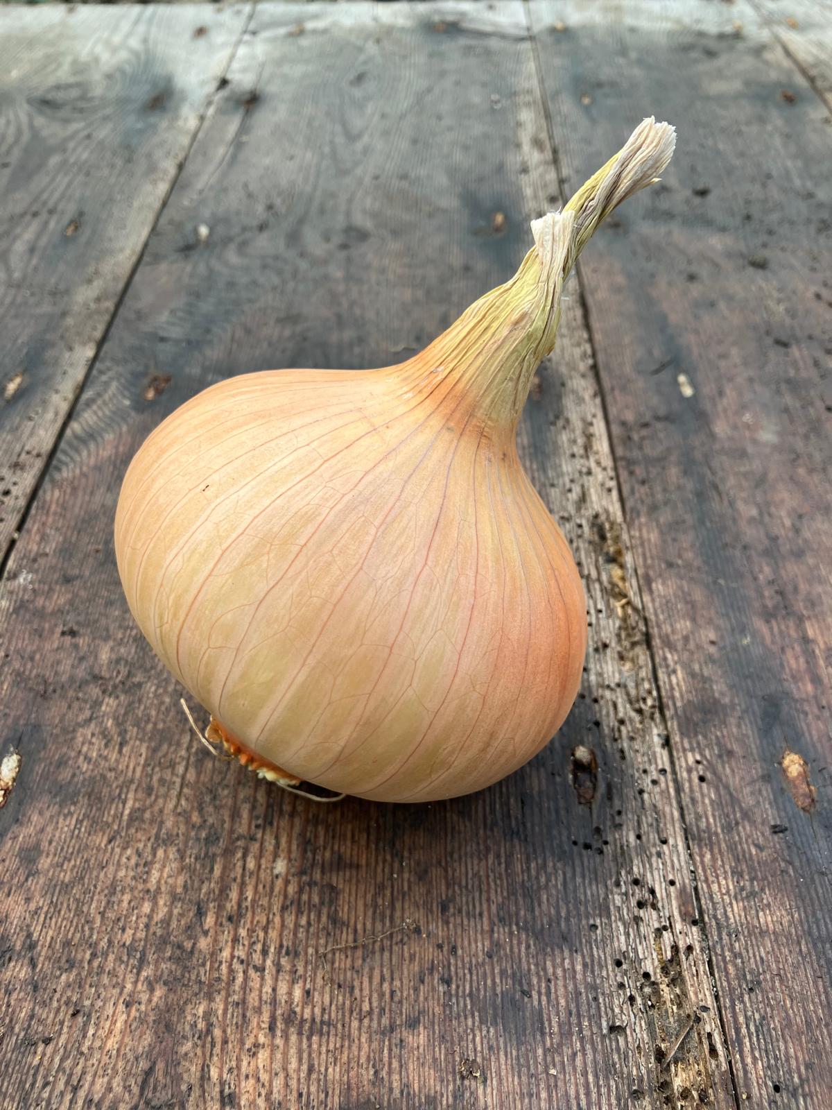 Ailsa Craig Onion Product photo 1 Ailsa Craig Onion photo
