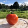 Ailsa Craig Tomato photo