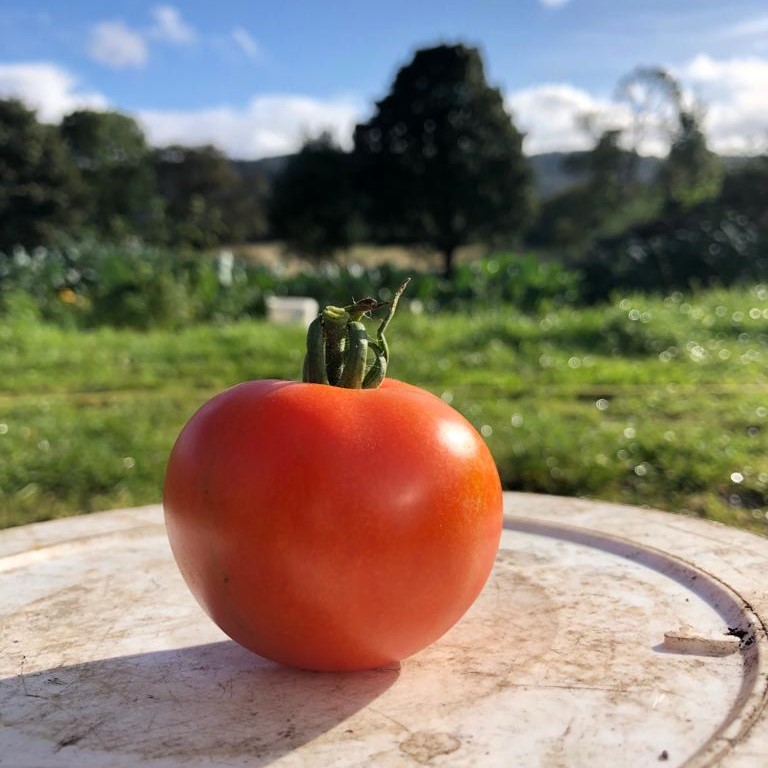 Ailsa Craig Tomato product photo 1 Ailsa Craig Tomato photo