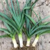 Musselburgh leek product photo