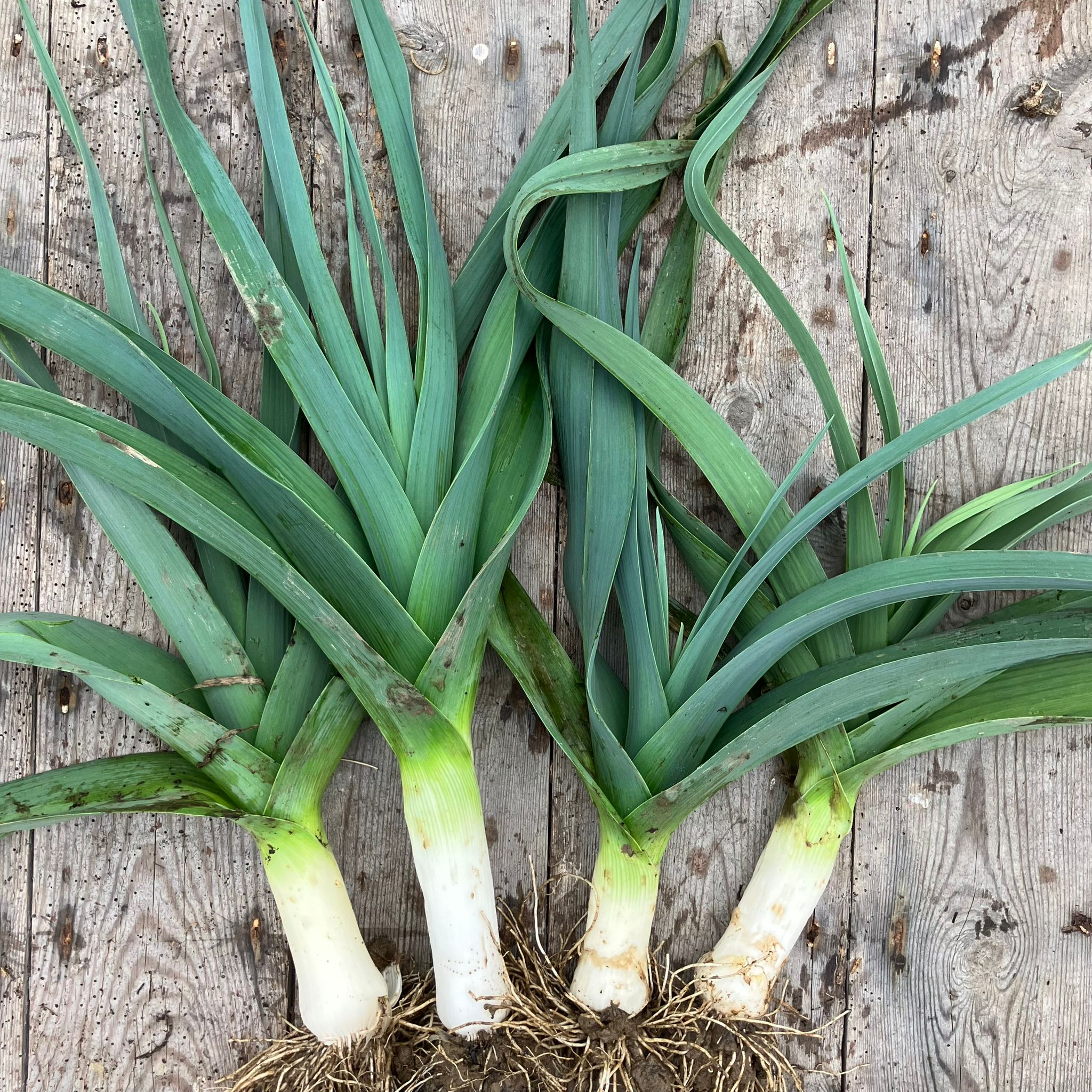 Musselburgh leek product photo 1 Musselburgh leek product photo