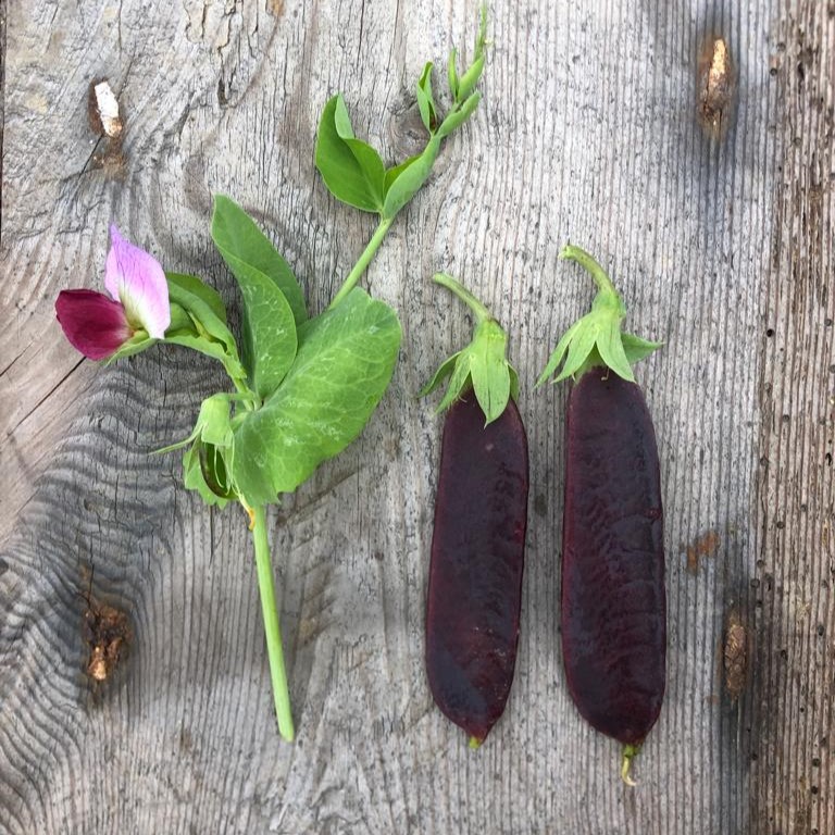 Purple mangetout product photo 1 Purple mangetout photo