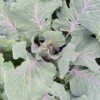 Shetland Kale