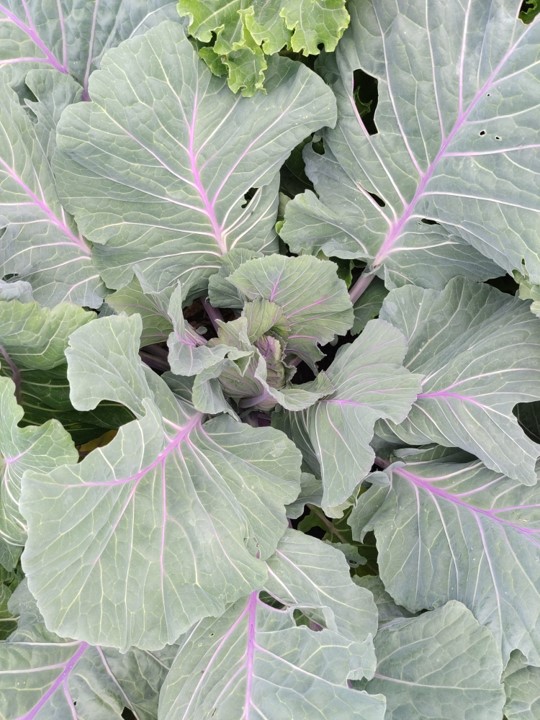 Shetland Kale Product photo 4 Shetland Kale