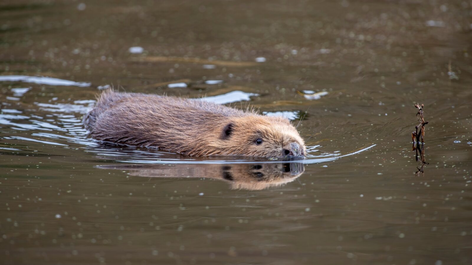 beaver in water