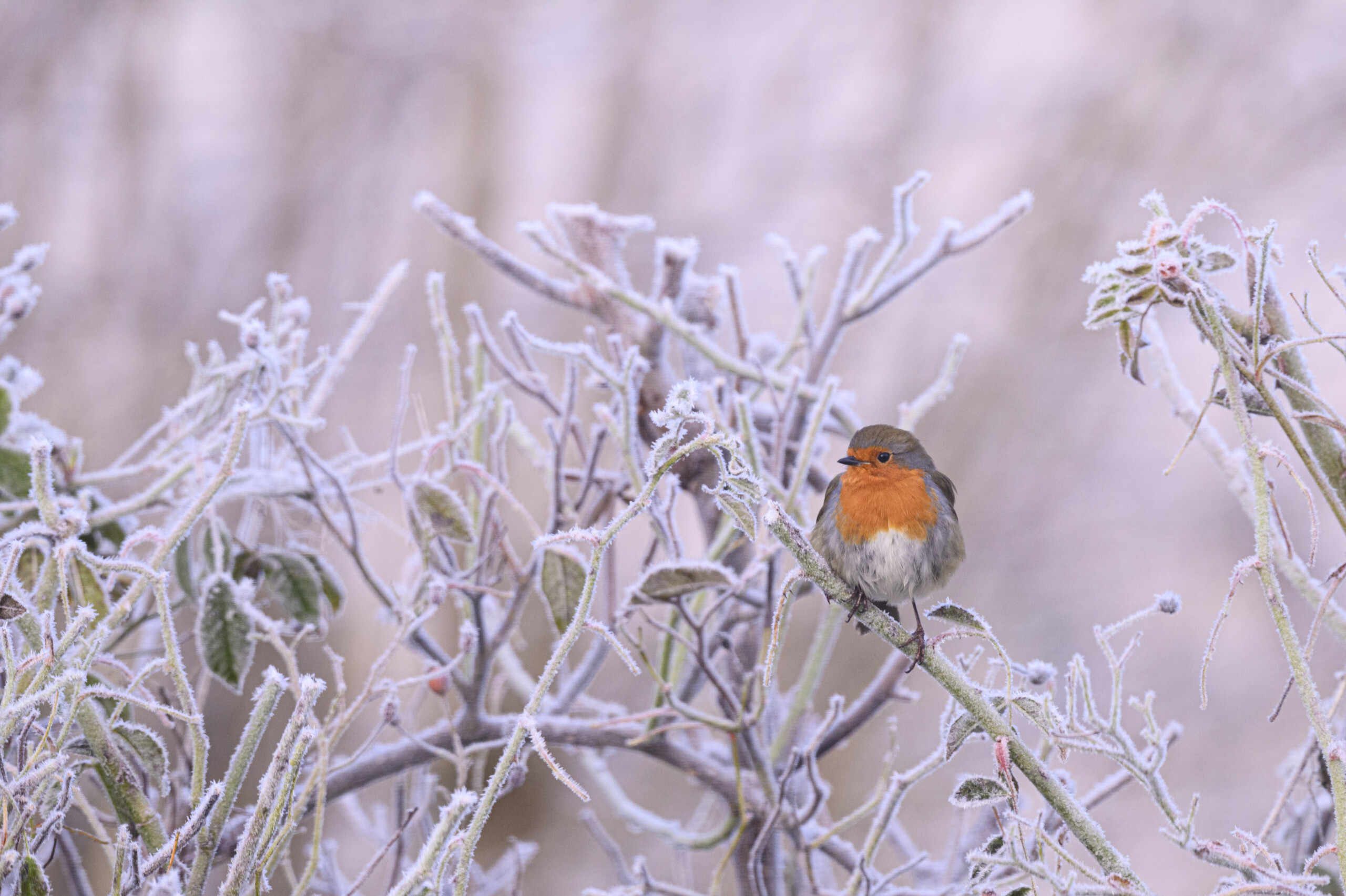 Image credit Karen Miller (3)