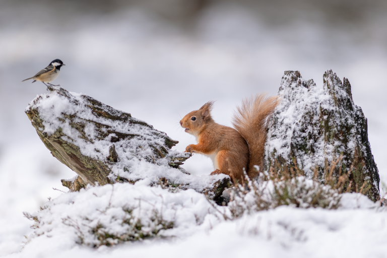 NEW IN &#8211; Landscape and Wildlife All Occasion Greeting Card Packs