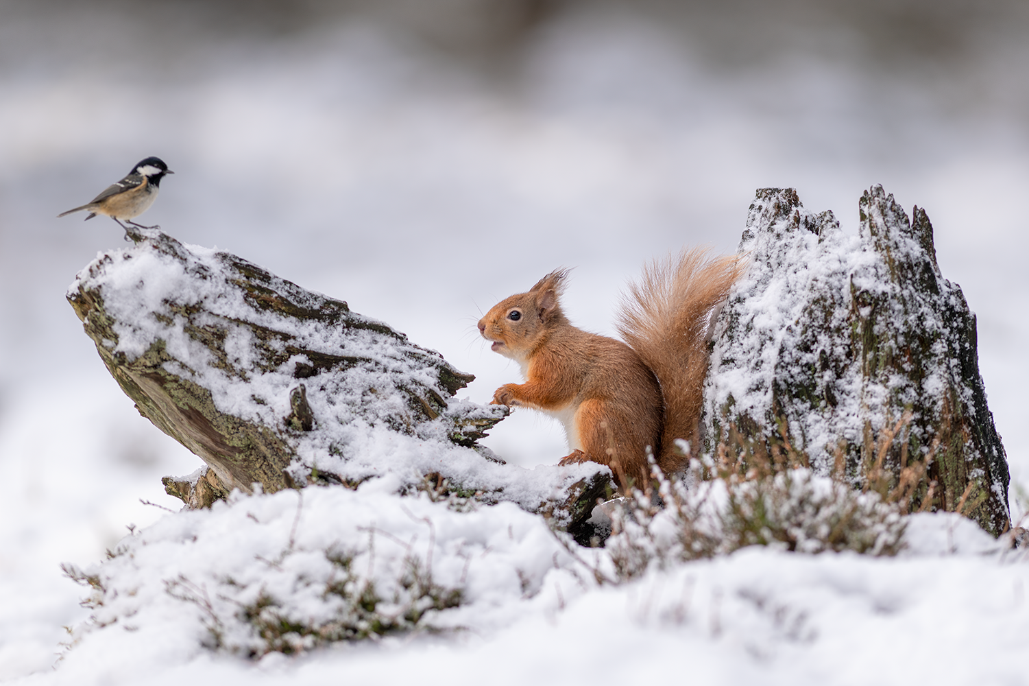 Image credit Karen Miller (5) resize