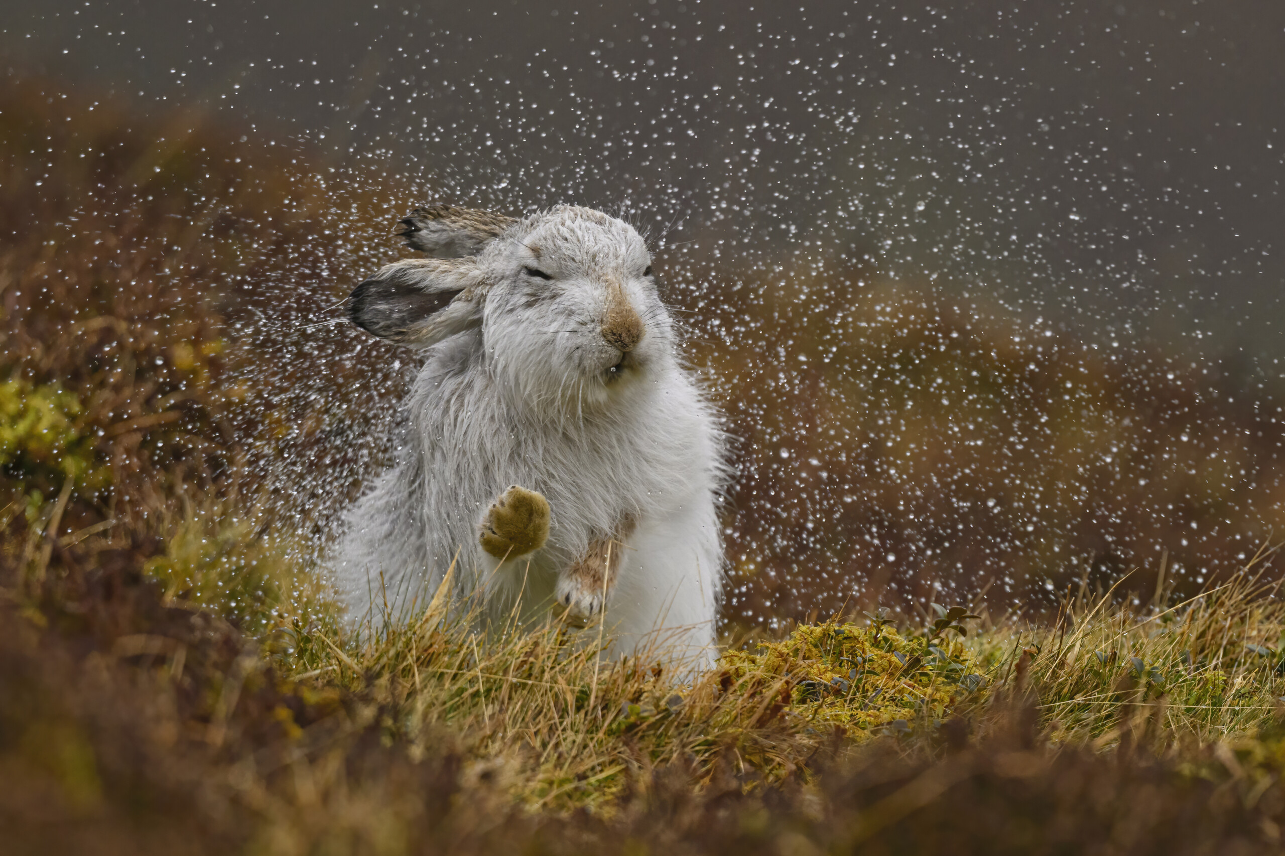 Image credit Karen Miller (6)