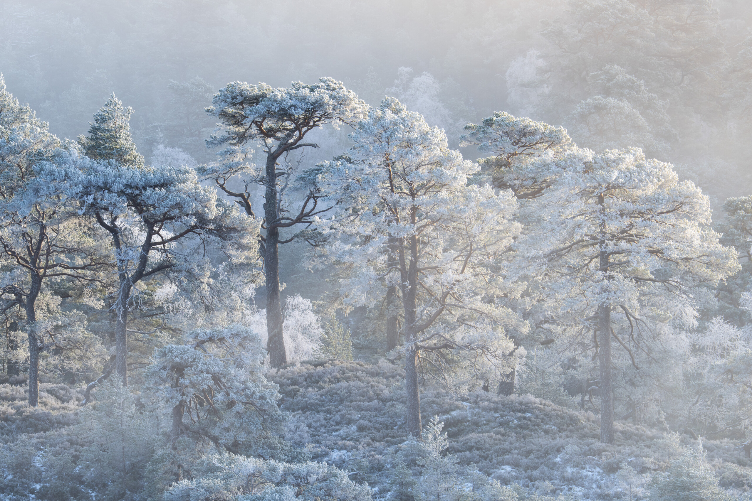 Image credit Kenny Muir (17)