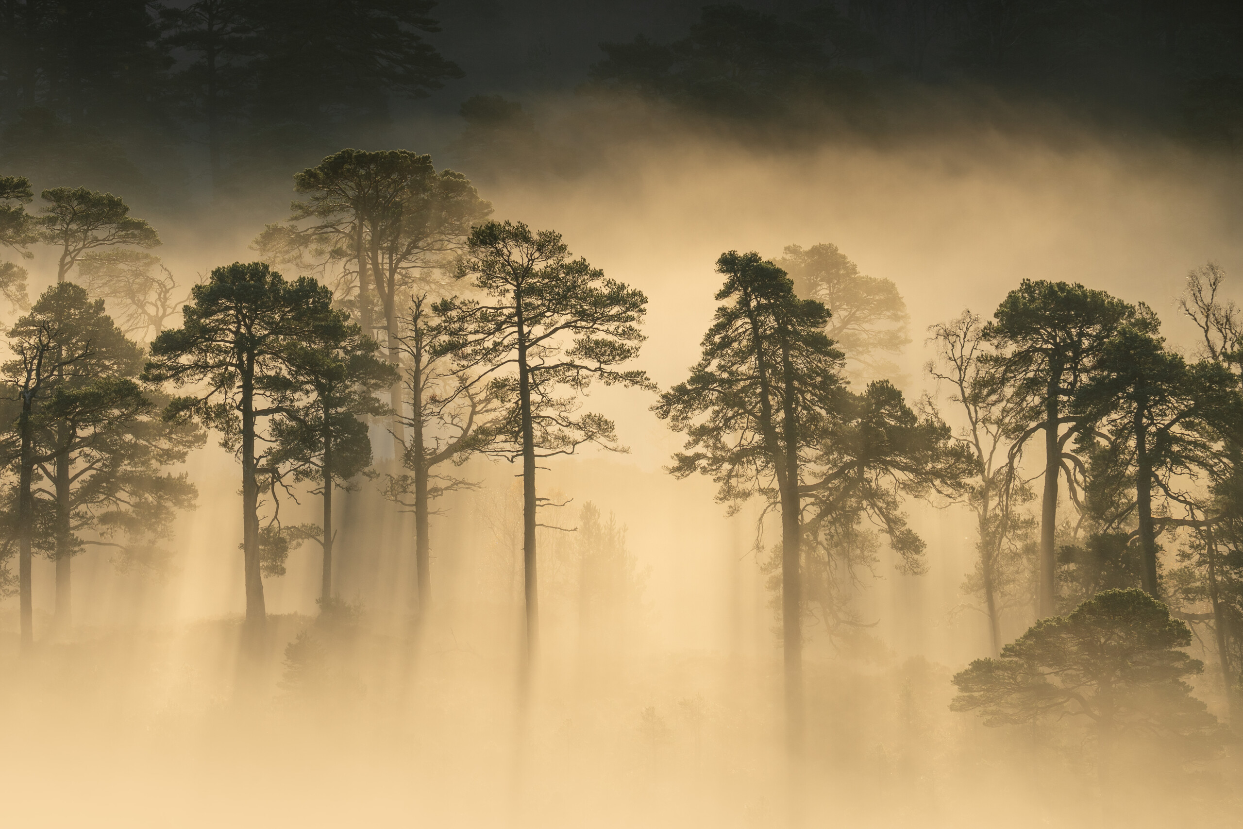 Image credit Kenny Muir (18)