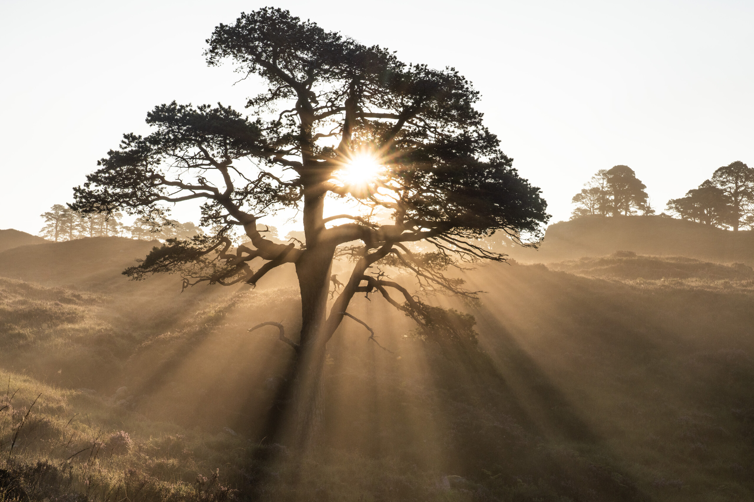 Image credit Kenny Muir (19)