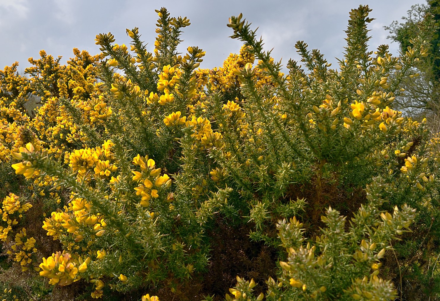 gorse-bush-1332373_1920 crop