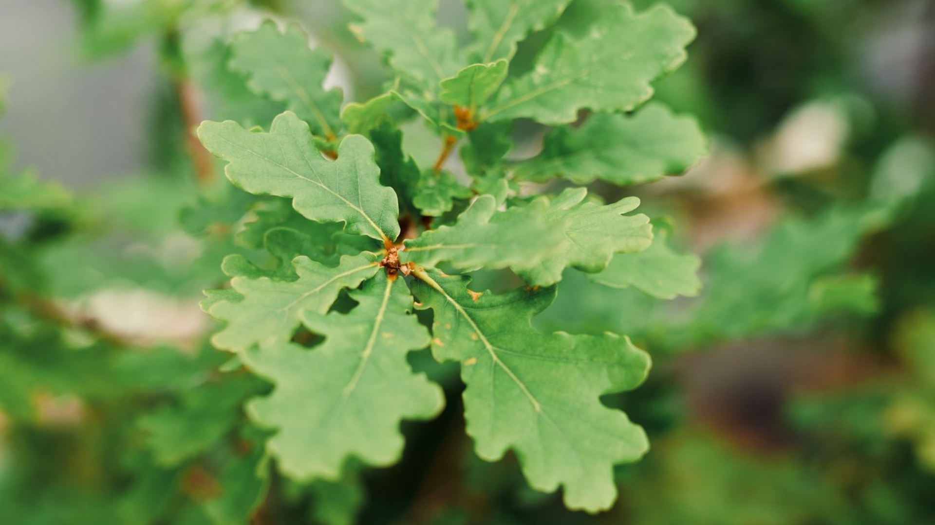 oak sapling
