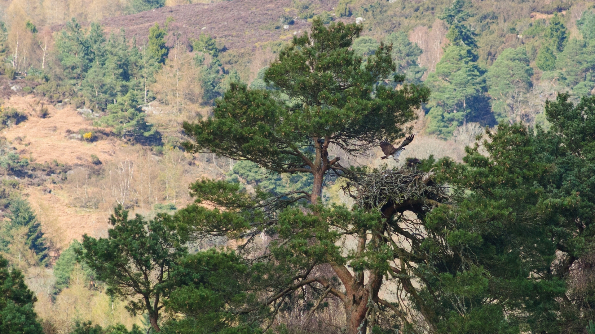 osprey landing on nest in scots pine tree