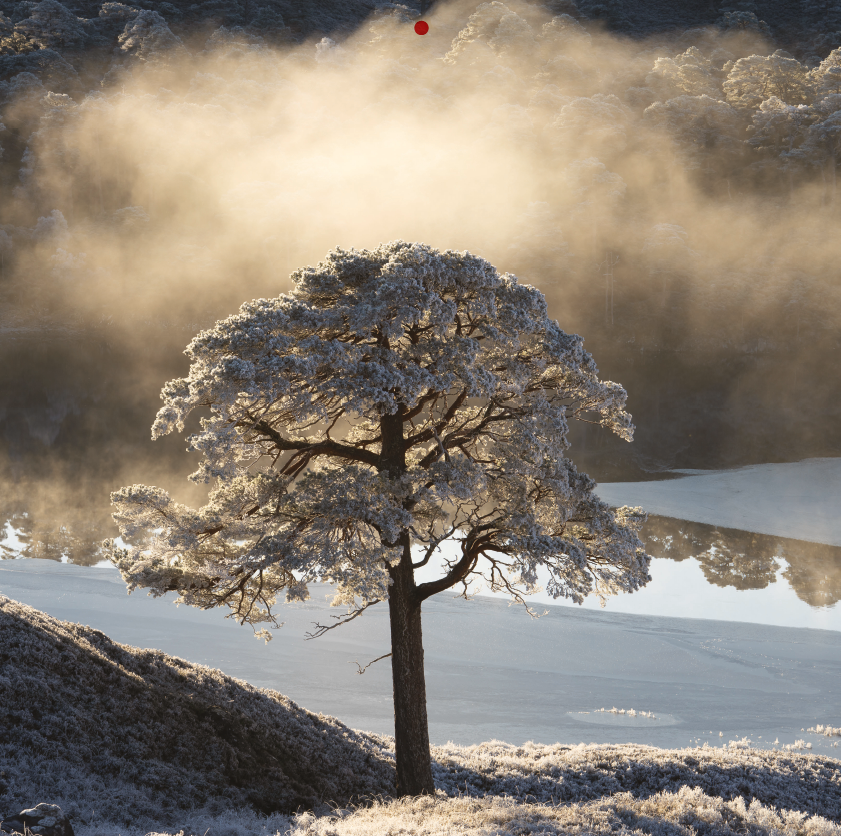 January Wild Forest 2027 calendar image. Scots pine covered in frost. Scottish Highlands