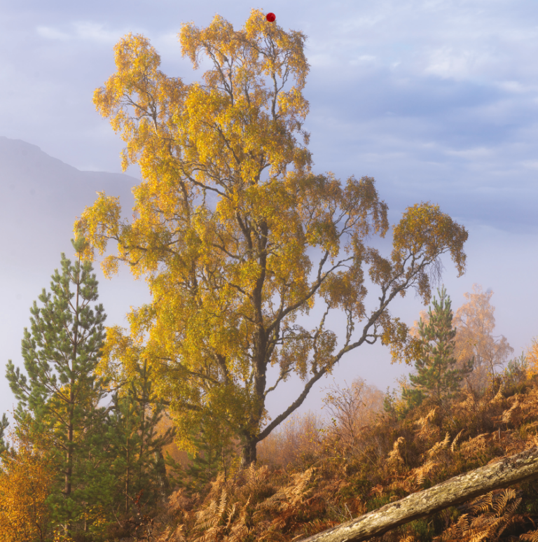 October | Trees for Life 2027 Wall Calendar