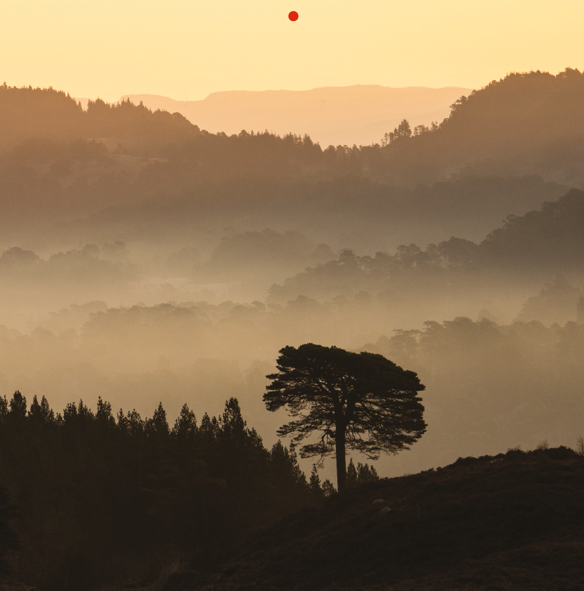 April | Trees for Life 2027 Wall Calendar