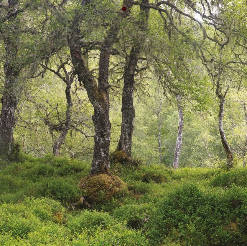May | Trees for Life 2027 Wall Calendar