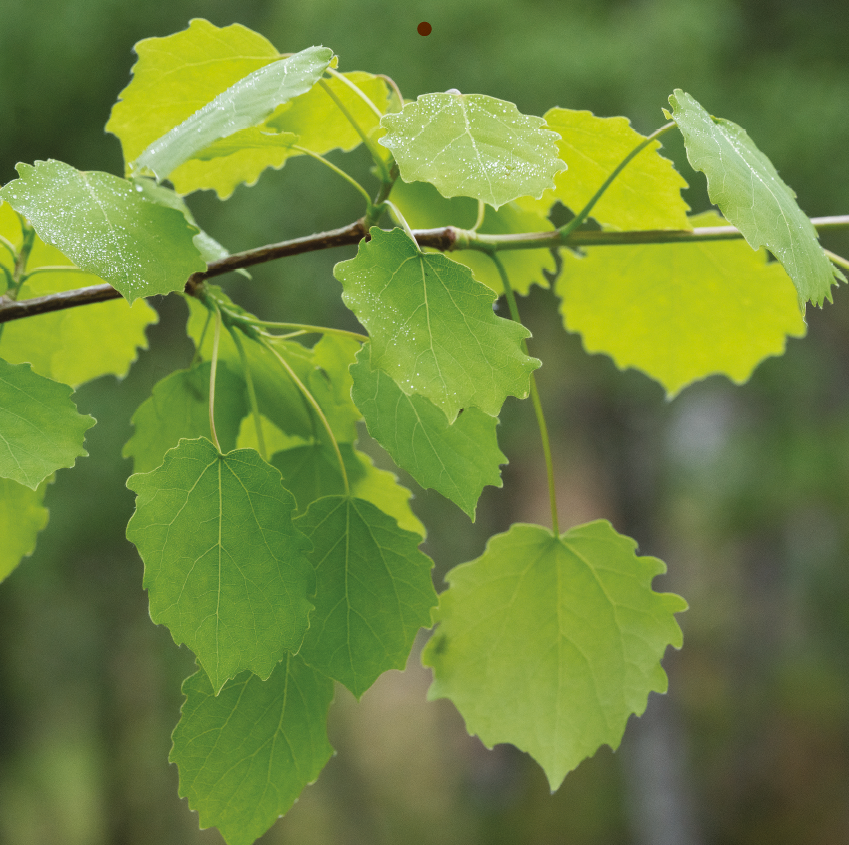 June | Trees for Life 2027 Wall Calendar
