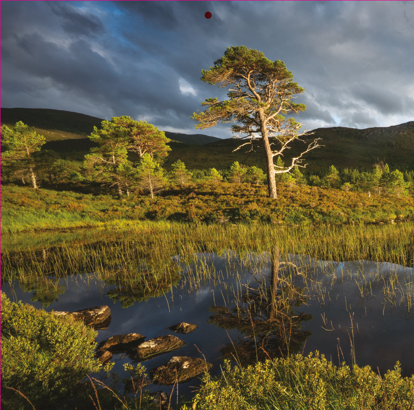 July | Trees for Life 2027 Wall Calendar