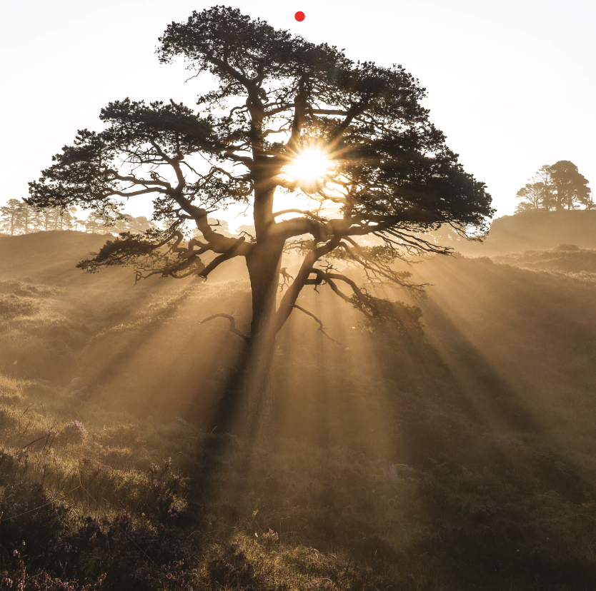 August | Trees for Life 2027 Wall Calendar