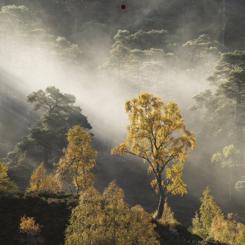 September | Trees for Life 2027 Wall Calendar