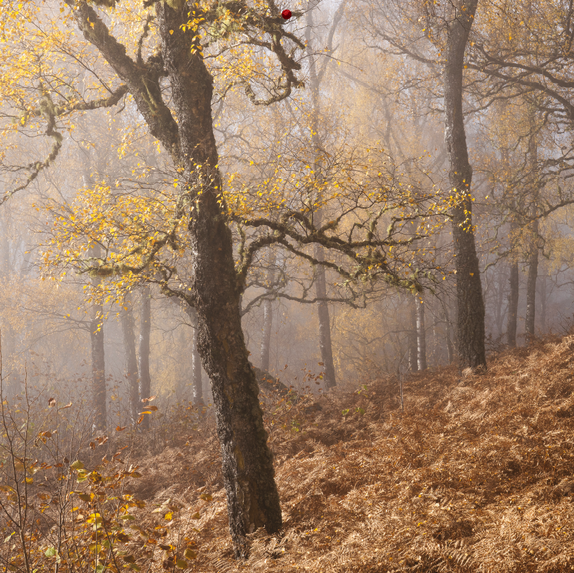 November | Trees for Life 2027 Wall Calendar