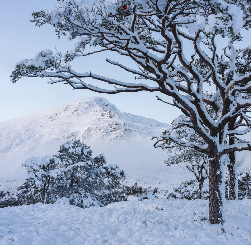 December | Trees for Life 2027 Wall Calendar